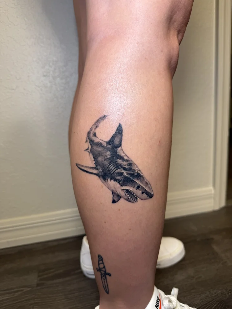Realistic shark tattoo